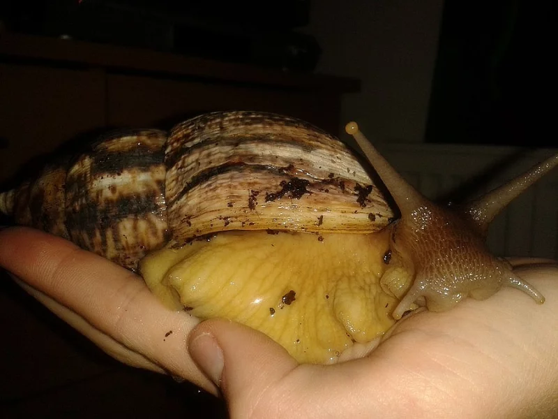 Achatina reticulata - africký šnek