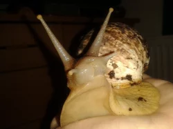 Achatina reticulata - africký šnek