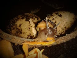 Achatina reticulata - africký šnek