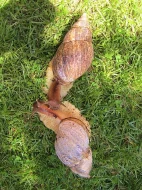 Achatina reticulata - africký šnek