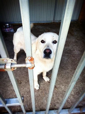 Fido - x retriever, labrador, čuvač (?) - hledá domov