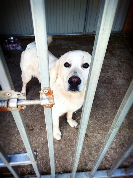 Fido - x retriever, labrador, čuvač (?) - hledá domov