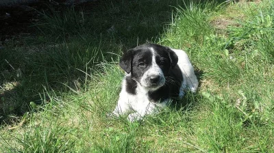 Darujeme štěňata křížence labradora