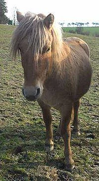 Daruji valacha
