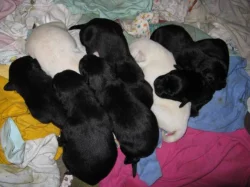 Štěňátka labradorského retrívra
