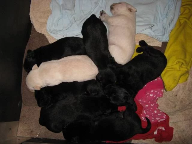 Štěňátka labradorského retrívra