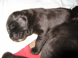 Štěňátka labradorského retrívra