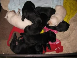Štěňátka labradorského retrívra