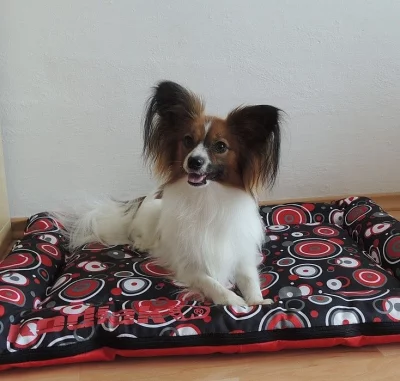 Papillon
