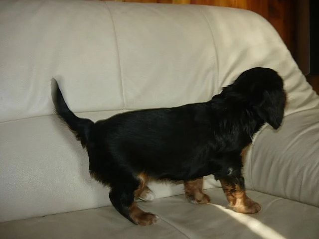 Kavalír king charles španěl bez PP