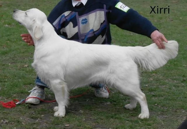 Zlatý retrívr s PP