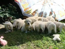 Zlatý retrívr s PP