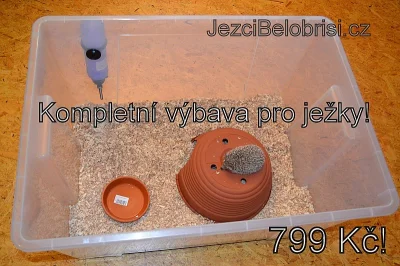 JEŽCI ALBÍNCI V AKCI ZA 790 KČ!