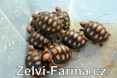 EXOTICKÉ ŽELVY UHLÍŘSKÉ – vlastní odchov!