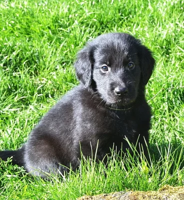 Flat coated retriever