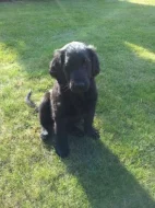 Flat coated retriever s PP