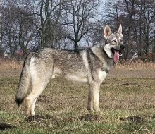 Saarloosův vlčák