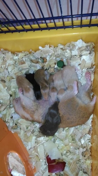 Nabídka - Křeček Syrský