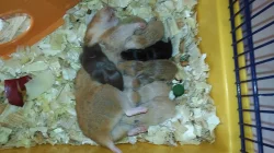 Nabídka - Křeček Syrský