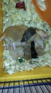 Nabídka - Křeček Syrský