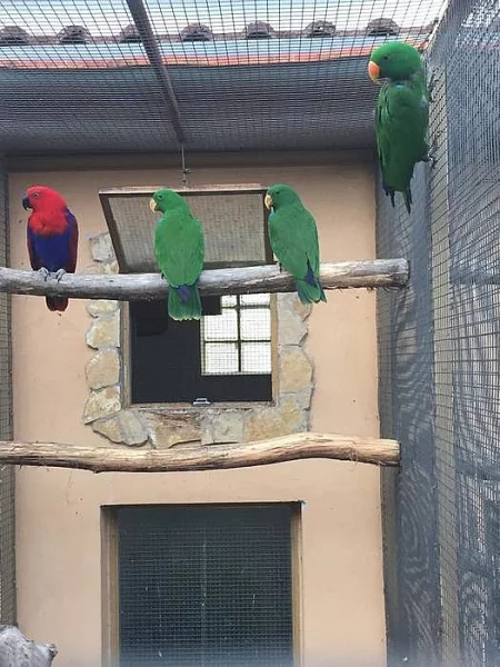 Predám Amazoňan vinacea, eclectus solomonensis