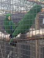 Predám Amazoňan vinacea, eclectus solomonensis