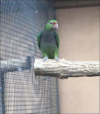Predám Amazoňan vinacea, eclectus solomonensis
