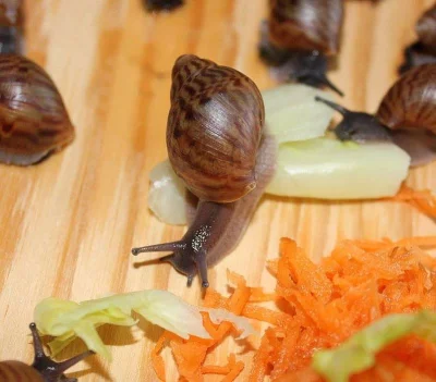 Achatina - Oblovky