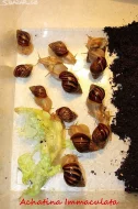 Achatina - Oblovky
