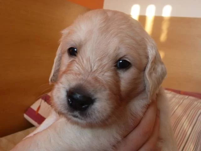 Štěňata Golden Retriever s PP