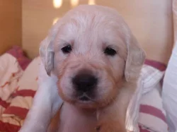 Štěňata Golden Retriever s PP
