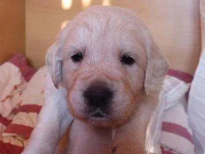 Štěňata Golden Retriever s PP