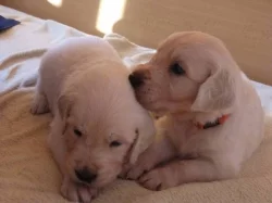 Štěňata Golden Retriever s PP