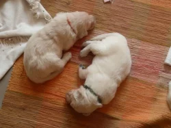 Štěňata Golden Retriever s PP