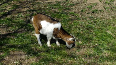 Holandské zakrslé kozičky