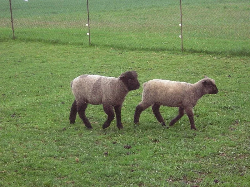 Prodám jehňata - Německá černohlavá