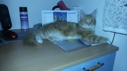 Mainská mývalí