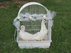 Svatební holubi OSTRAVA