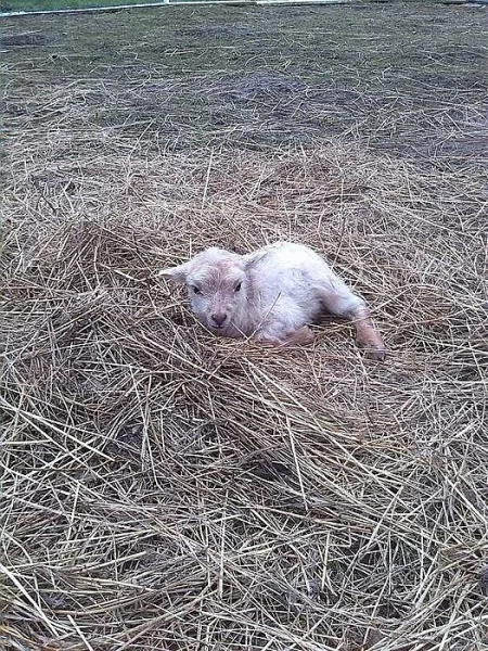 quessanská ovečka