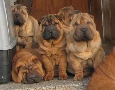 Šarpej,  shar-pei, sharpei