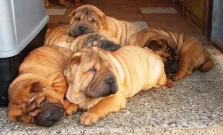 Šarpej,  shar-pei, sharpei