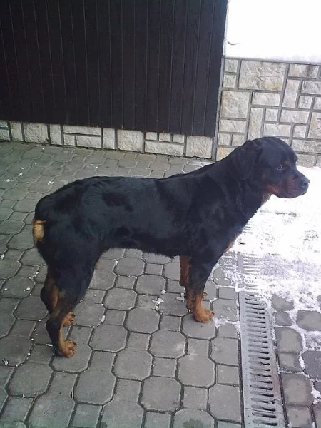 Štěňata rotvajlera