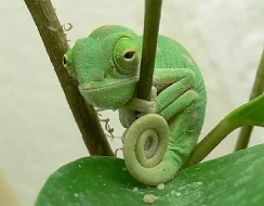 Chameleon jemenský mládata