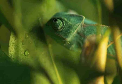 Chameleon jemenský mládata