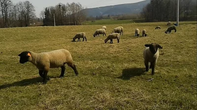 Prodám jehňata Suffolk