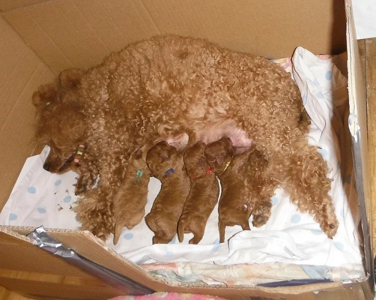 prodám štěňata pudla trpasličího apricot