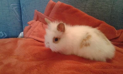 Prodám 5 zakrslých králíčků