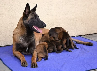 Bel.ovčák- malinois