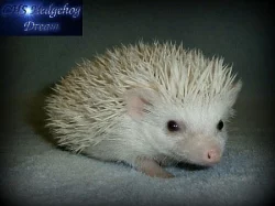 Africký trpasličí ježek s PP