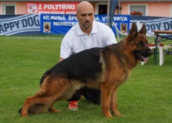 Německý ovčák štěňata s PP
